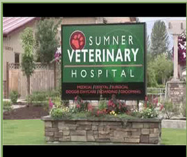 Click here to see the Canine Activities Video